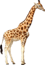 08013hsa-8421-319x451.png