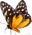 08013hsf-c145-195x216.png