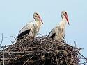 08013tmv-32a8-125x94.jpg