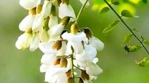 Людмила Галінська. Сеньйорито акаціє, білий в моді?