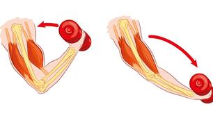 28. Як працюють м’язи