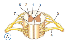 080140d9-1688-233x144.png