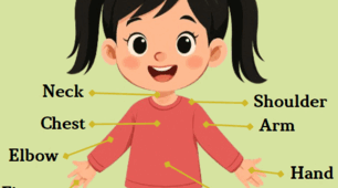 Parts of the body and face