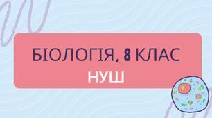 Головний мозок людини: стовбурова частина, мозочок. НУШ