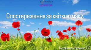 Відео - спостереження за квіткою маку