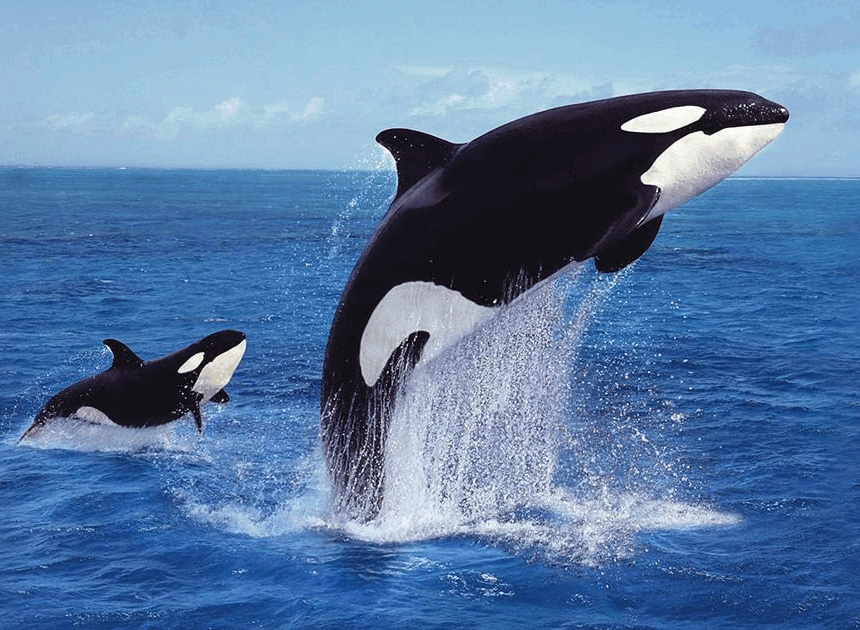 08014bqy-71d3-860x630.png