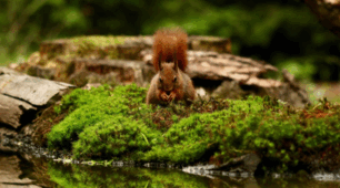 Flora and Fauna of Ukraine