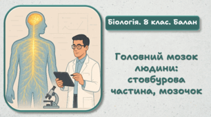 8 клас НУШ.  Головний мозок людини: стовбурова частина, мозочок 