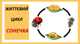 День СОНЕЧКА. Життєвий цикл  СОНЕЧКА