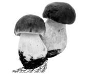 08014sds-483b-179x155.png