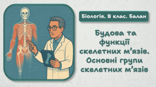 8 клас НУШ. Будова та функції скелетних м’язів. Основні групи скелетних м’язів 
