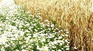 Марія Отрощенко. ДОРОГА В ЛІТО 