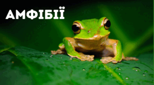 Презентація "Амфібії"