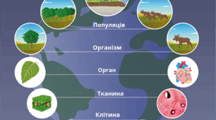 Рівні організації біосистем та їх взаємозв'язок
