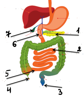 080155gn-3b63-290x344.png