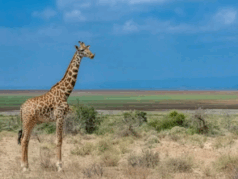 08015aww-2293-238x179.png