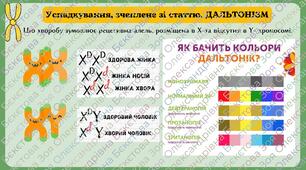 Презентація "Успадкування, зчеплене зі статтю"