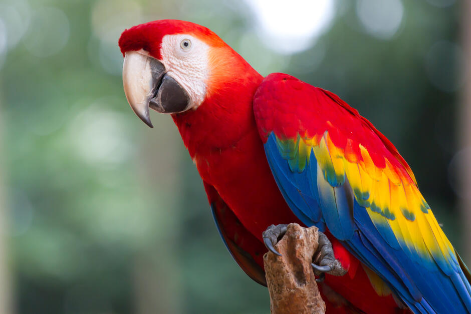 Bay Isle Home™ Parrot (Macaw) - Wrapped Canvas Photograph | Wayfair