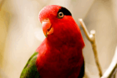 08015d0h-9c07-238x160.png