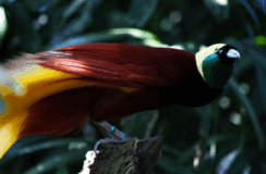 08015d0j-f37d-244x160.png