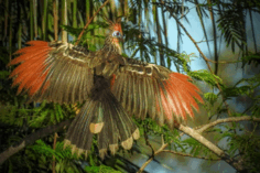 08015d0k-628b-236x157.png