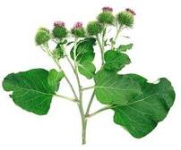 Реп'ях (Burdock) NSP купити зі знижкою -30% в Україні