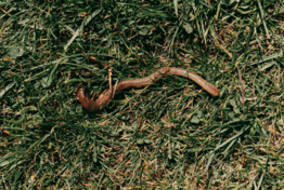08015e0f-fcac-262x176.png