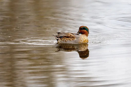 Teal, surface duck. Family Anatidae - Anas crecca — Безкоштовне стокове фото