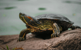 08015e0q-2241-280x173.png