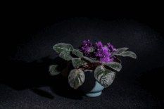 08015e21-35fa-233x155.png