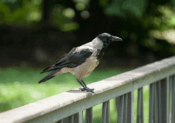08015g5l-a496-255x179.png