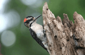 08015g5s-b3ae-272x177.png