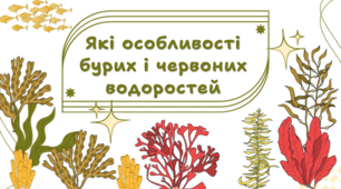 Які особливості бурих і червоних водоростей. 7 клас НУШ.