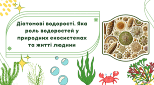 7 клас НУШ. Діатомові водорості. Яка роль водоростей у природних екосистемах та житті людини