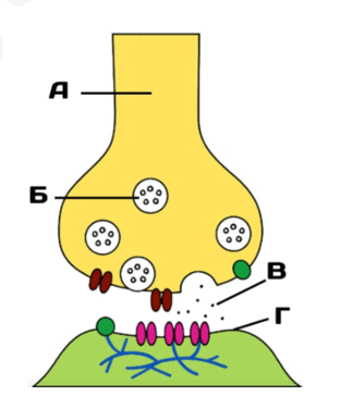 08015i0o-edf8-324x376.png