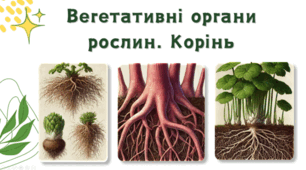 7 клас НУШ. Вегетативні органи рослин. Корінь