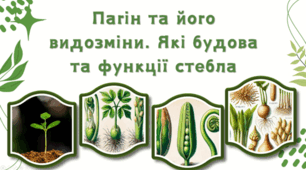 7 клас НУШ.  Пагін та його видозміни. Які будова та функції стебла