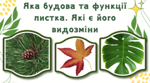 7 клас НУШ. Яка будова та функції листка. Які є його видозміни