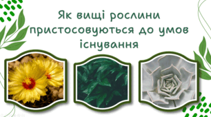 7 клас НУШ. Як взаємодіють між собою різні органи рослини. Рухи рослин
