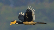 08015inl-f706-185x102.png