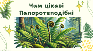 7 клас НУШ. Чим цікаві Папоротеподібні