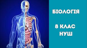 Календарно - тематичне планування на І - ІІ семестр 2025/2026 н. р. Біологія 8 клас НУШ. 70 год з групами результатів за підручником Балан П.(та навчальною програмою автори П.Г. Балан, О.М. Кулініч, Л.П. Юрченко)