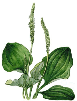 08015k0s-cf92-270x351.png