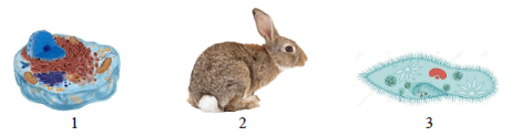 08015kat-401a-471x123.png