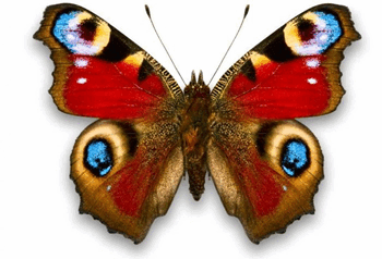 08015n56-8f8d-382x260.png