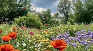 Олександра Барбакар.  Літній день