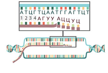 08015pmj-e5b2-520x355.png