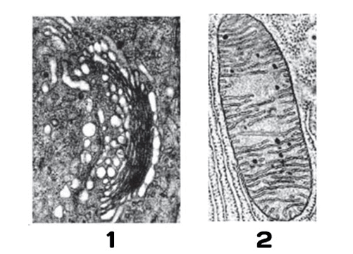 08015ppn-13de-501x360.png