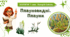 7 клас НУШ.  Плауновидні. Плауни