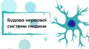Презентація "Будова нервової системи людини"
